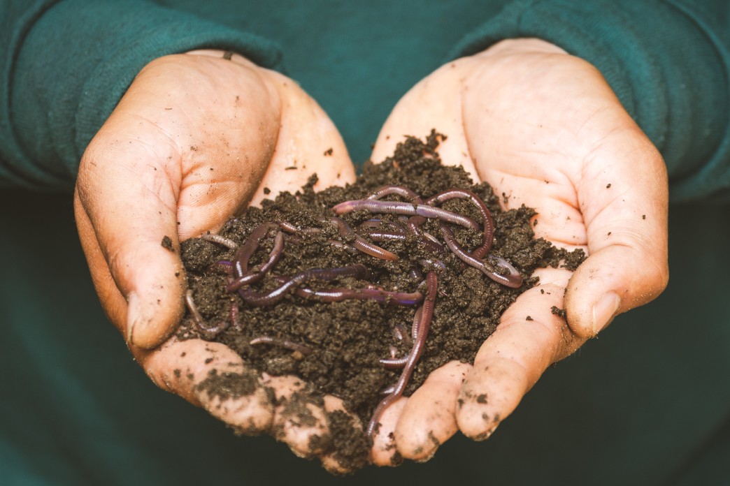 Why is vermi compost a good fertilizer?       
